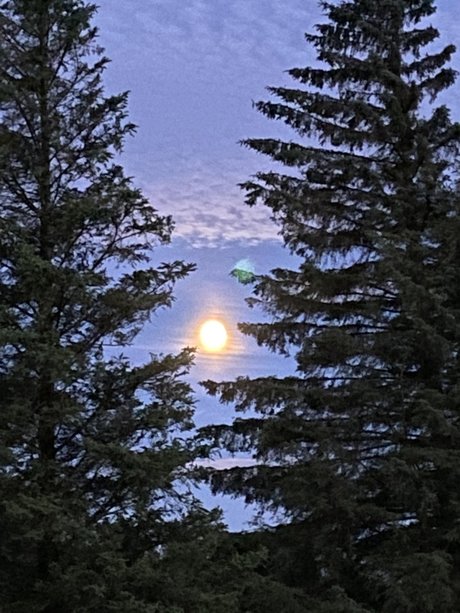 Alexander Bach star free galleries