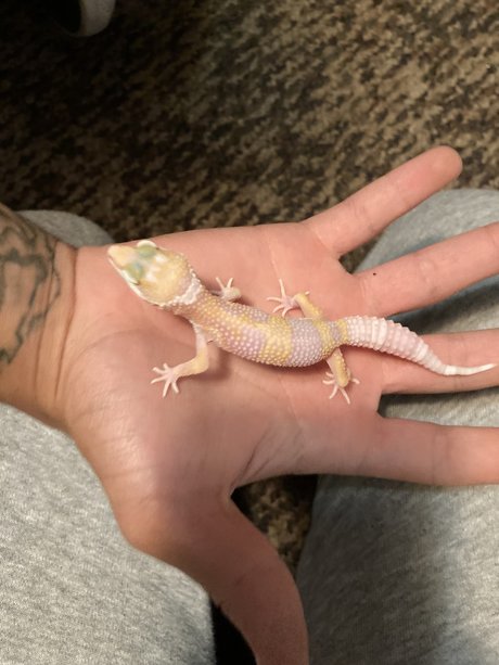 Kristan Skenandore star xxx archive