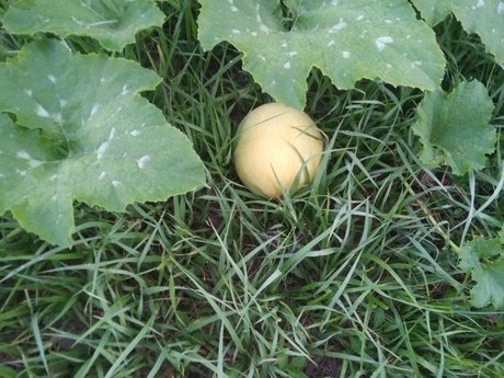 MintCoaTea pornstar exclusive image