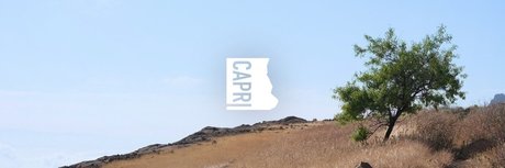 Capri star beautiful img