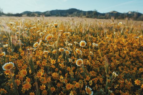 Minu foxy_ pornstar art photo