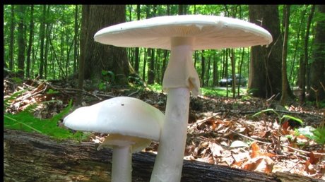 Miss Maggie Flower_ free star photo