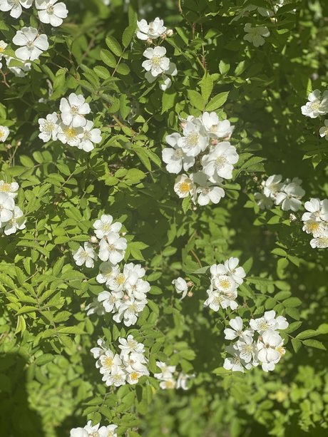 _JAZ model adult picture