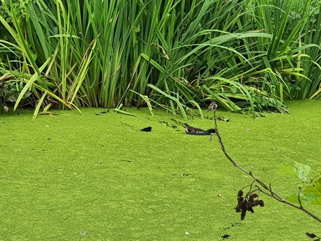 Jerking away the fat pretty model img