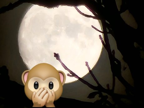 Monkey_ pornstar adult archive