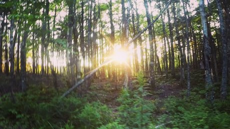 Monkey_ model xxx pictures