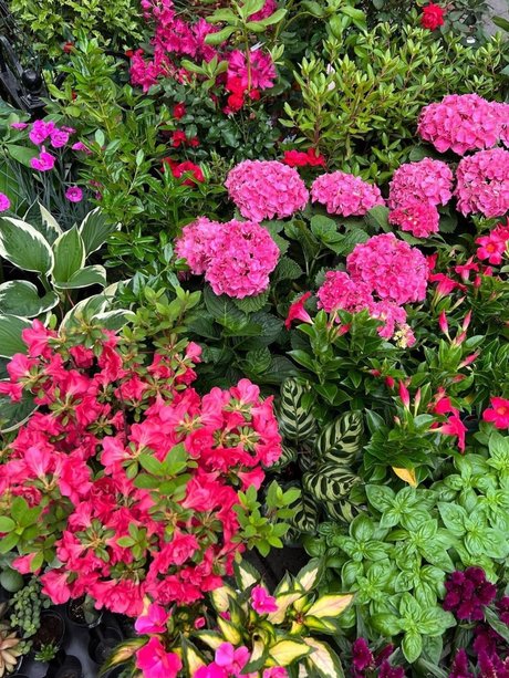 Mr CreamZ xxx pornstar pics