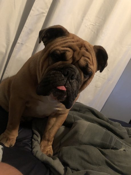 Patrick Bateman best pornstar gallery