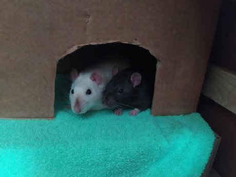 Mr Fufu Duduch amp amp Mr Churchill rats_ hd pornstar images