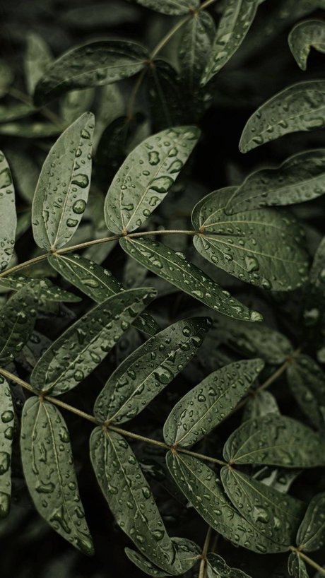 Ms Maleficent high quality star pics