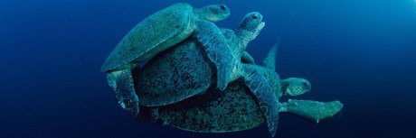 Mrlongdck nude model pics