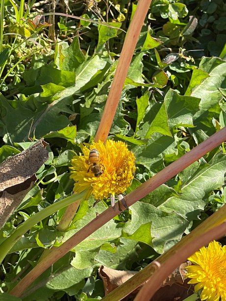 N4X exclusive model picture