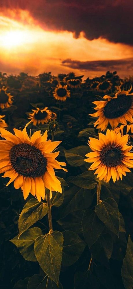 Sunflower Sl t free pornstar images