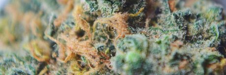 Dev93_ best model photos