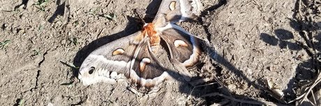 big tiddy boo top actress archive