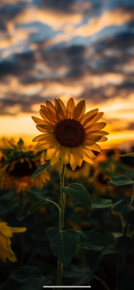 CrissiBbyCakes model pornographic pic