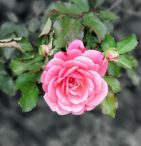 CurvyLifter xxx star image