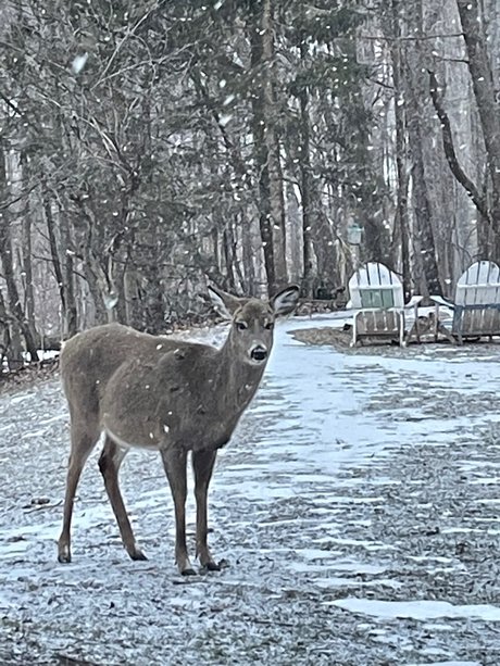 Eilit pretty star images