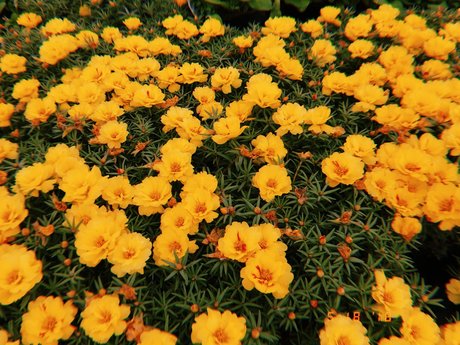 Nicole Kaye pornstar photo