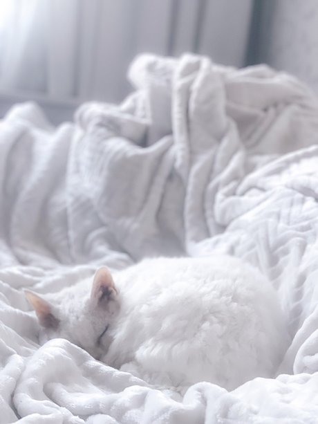 Nev star pornographic image