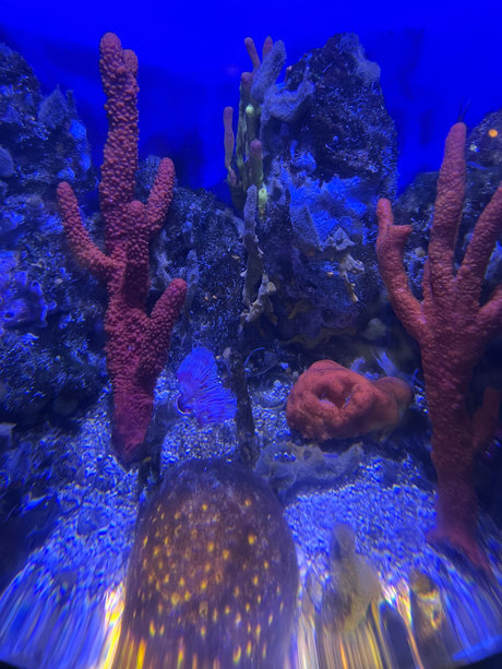 Alana Saint model perfect photo