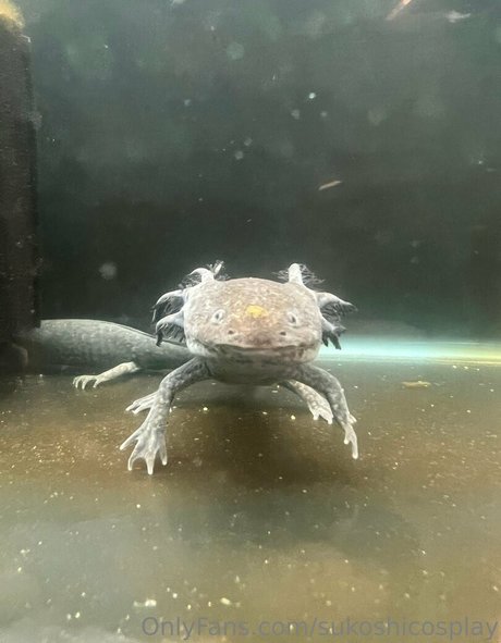 sukoshicosplay pornstar nice galleries