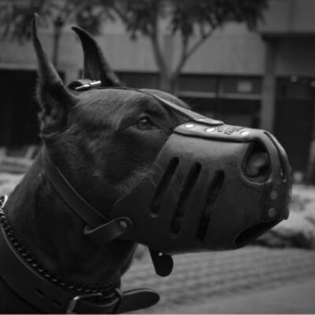 Rari_ star high quality photo