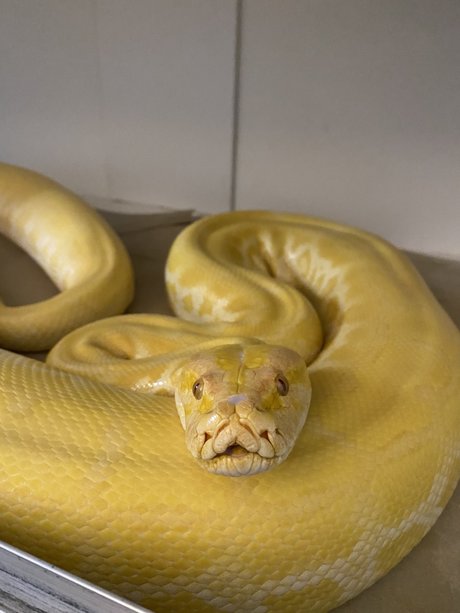 Cheddar The Python actress archive