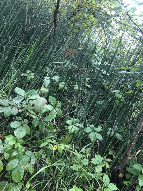 NO FACE NO TRACE pornstar top galleries