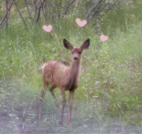 Fawn NO PPV adult model galleries