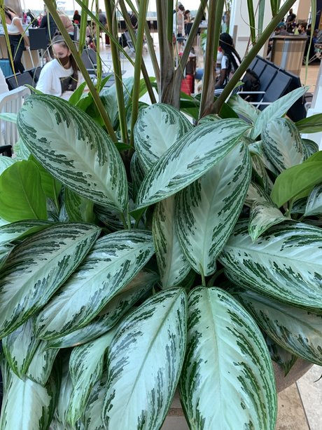 Only Plants model sexy pics