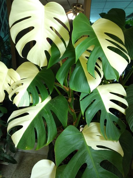 OnlyGearVIP star sex image