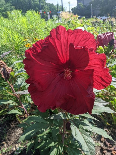 Mxs naked star images