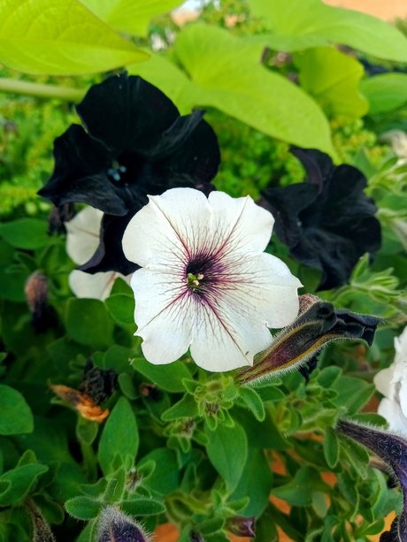 Aceofrose high quality pornstar image