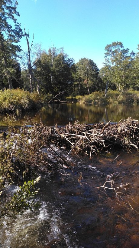 Orgasmsnoaktrees model naked img