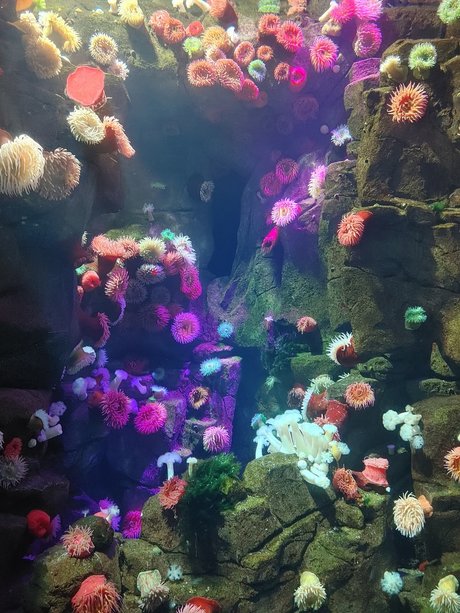 Opal Siren nudes actress img