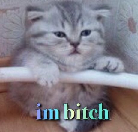 phoenix princess nice pornstar pictures