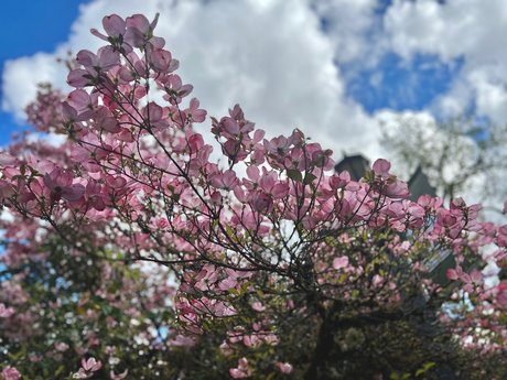 OnyxSuicide star free pic