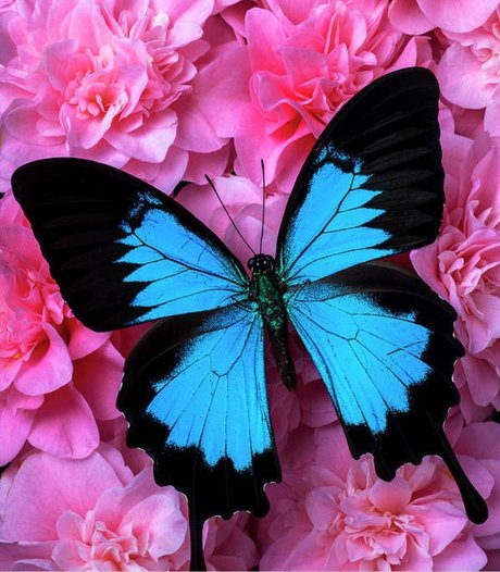 Panda Pawz model xxx galleries