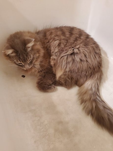 Kitty Blue star adult galleries