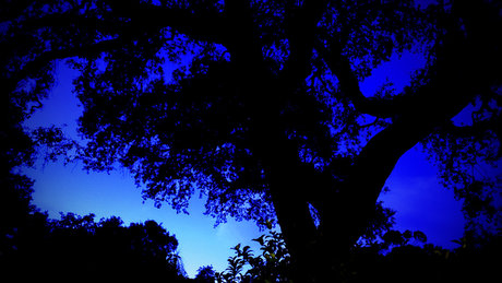 PleasantAme sex actress picture