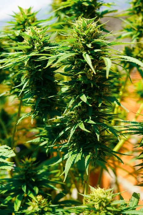 Dany Happy pornographic actress photos