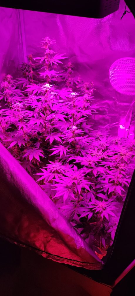 Post K porn star picture