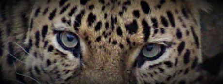 _Pumpkin Cream_ xxx star image