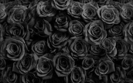 S C A R_ model pretty img