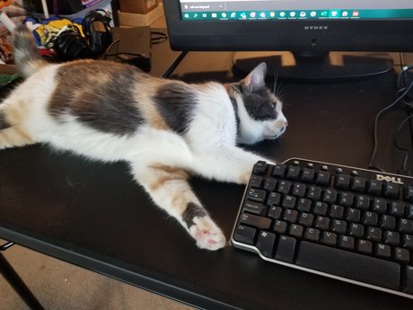 R2DT model beautiful archive