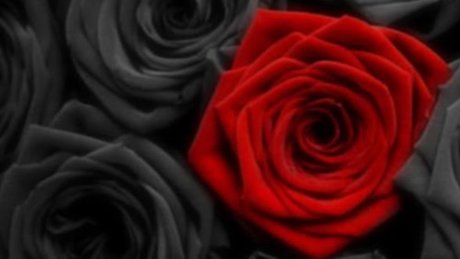 Dannie Rose hd star gallery