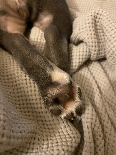 Stepford wife star best picture