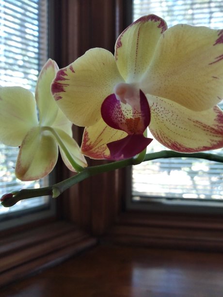 Deedee Darkness nude star archive