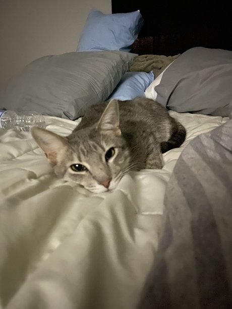 kenzi sex actress archive